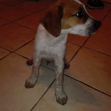 Image pour l'annonce Mignon Labrador / Braque Allemand 2 Mois