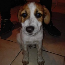 Image pour l'annonce Mignon Labrador / Braque Allemand 2 Mois