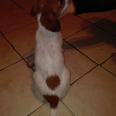 Image pour l'annonce Mignon Labrador / Braque Allemand 2 Mois