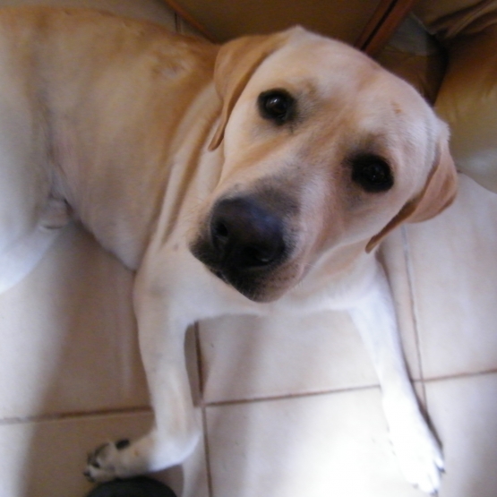 Image pour l'annonce Donne Labrador Sable
