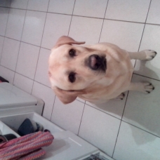 Image pour l'annonce Donne Labrador Sable