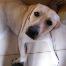 Image pour l'annonce Donne Labrador Sable