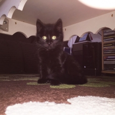 Image pour l'annonce Donnons un chaton