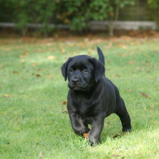 Image pour l'annonce Recherche chiot de 2 Mois a donner (Maxi 3 mois)