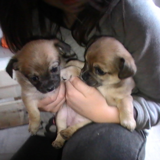 Image pour l'annonce vends chiots type chihuaha