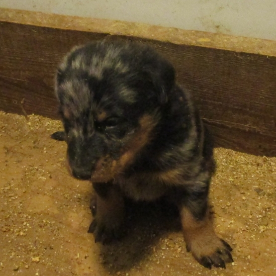 Image pour l'annonce Beaux chiots beaucerons LOF à réserver