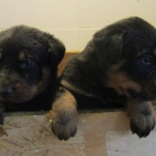 Image pour l'annonce Beaux chiots beaucerons LOF à réserver