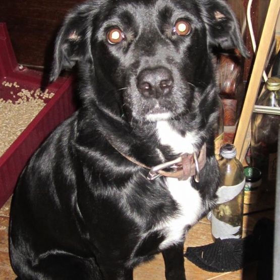 Image pour l'annonce Donne Lisouille, labrador , 5 ans