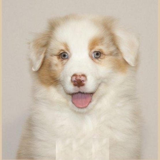 Image pour l'annonce pure race berger australien