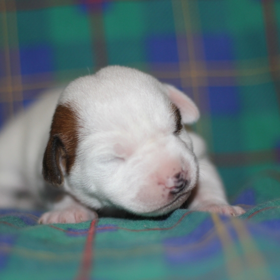 Image pour l'annonce chiots jack russel