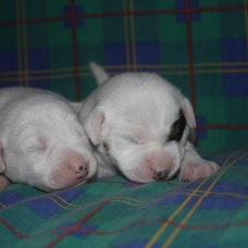 Image pour l'annonce chiots jack russel