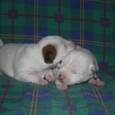 Image pour l'annonce chiots jack russel