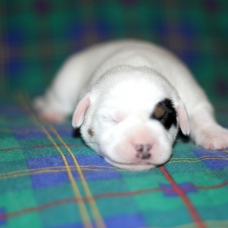 Image pour l'annonce chiots jack russel