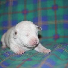 Image pour l'annonce chiots jack russel