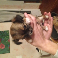 Image pour l'annonce A réserver chiots Chihuahuas dispo 15 Janvier 2016