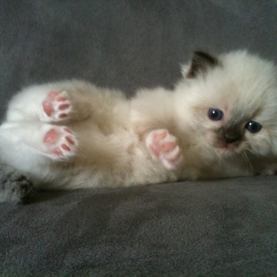 Image pour l'annonce Pré-Réservation Chaton Ragdoll LOOF Bonne Lignée =^o^=