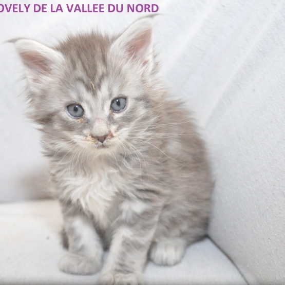 Image pour l'annonce chaton maine coon loof bonne lignée grand gabarit