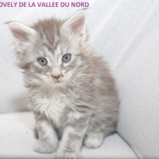 Image pour l'annonce chaton maine coon loof bonne lignée grand gabarit