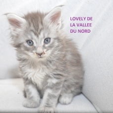 Image pour l'annonce chaton maine coon loof bonne lignée grand gabarit