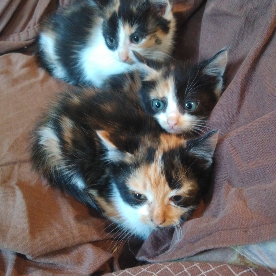 Image pour l'annonce donne chaton