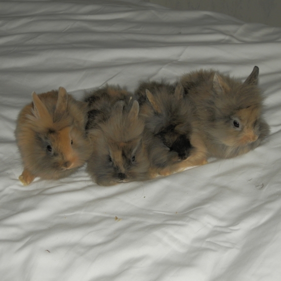 Image pour l'annonce vds lapin nain