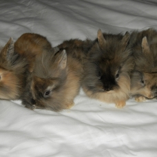 Image pour l'annonce vds lapin nain