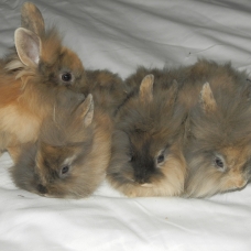 Image pour l'annonce vds lapin nain