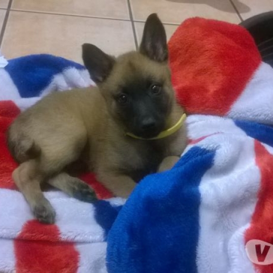 Image pour l'annonce Chiot femelle malinois non lof