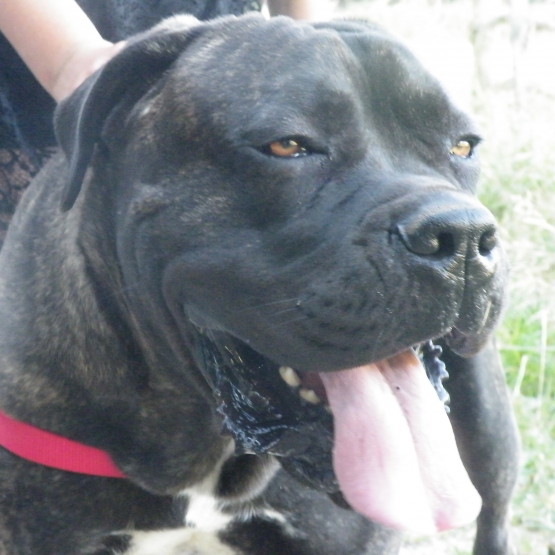 Image pour l'annonce Mâle Cane Corso LOF cherche Femelle .