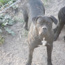 Image pour l'annonce Mâle Cane Corso LOF cherche Femelle .