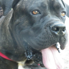 Image pour l'annonce Mâle Cane Corso LOF cherche Femelle .
