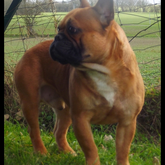 Image pour l'annonce bouledogue francais LOF et confirmé saillie