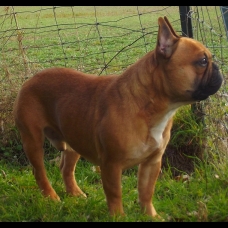 Image pour l'annonce bouledogue francais LOF et confirmé saillie