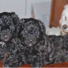 Image pour l'annonce vends chiot caniche nain noir