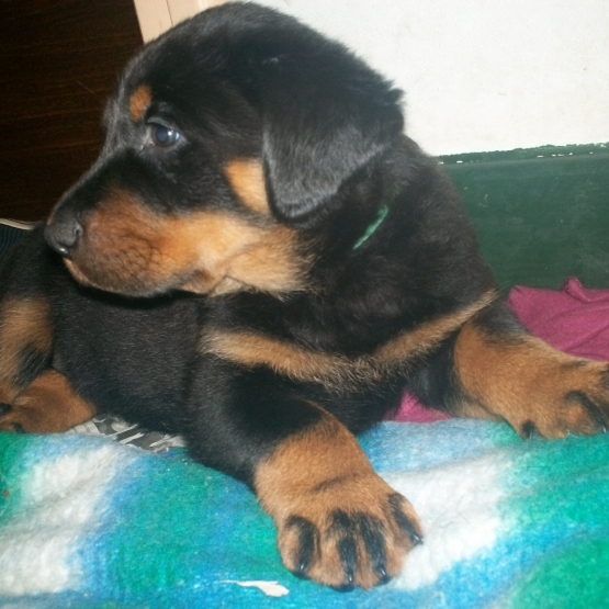 Image pour l'annonce Chiot mâle type beauceron