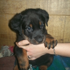 Image pour l'annonce Chiot mâle type beauceron