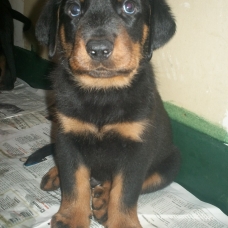 Image pour l'annonce Chiot mâle type beauceron