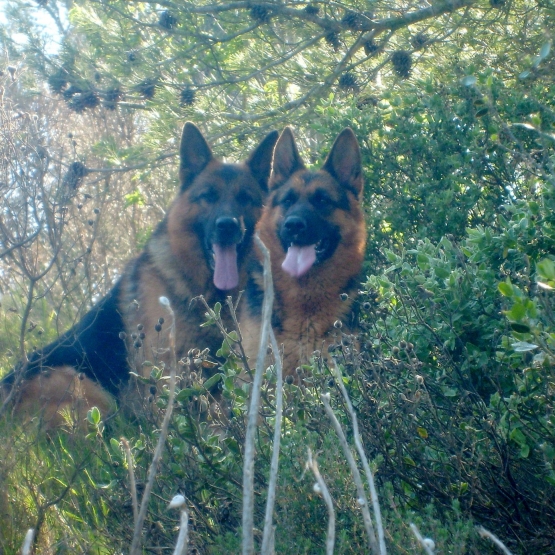 Image pour l'annonce Chiot Berger Allemand Lofs à réservé