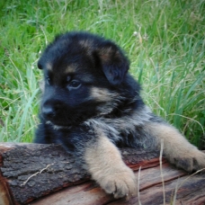 Image pour l'annonce Chiot Berger Allemand Lofs à réservé