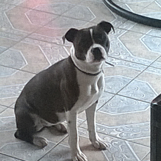 Image pour l'annonce adorables chiots staffies