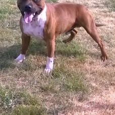 Image pour l'annonce adorables chiots staffies