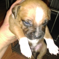Image pour l'annonce adorables chiots staffies