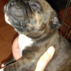 Image pour l'annonce adorables chiots staffies