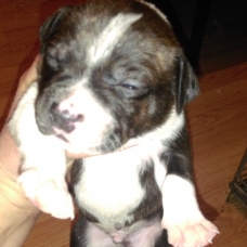 Image pour l'annonce adorables chiots staffies