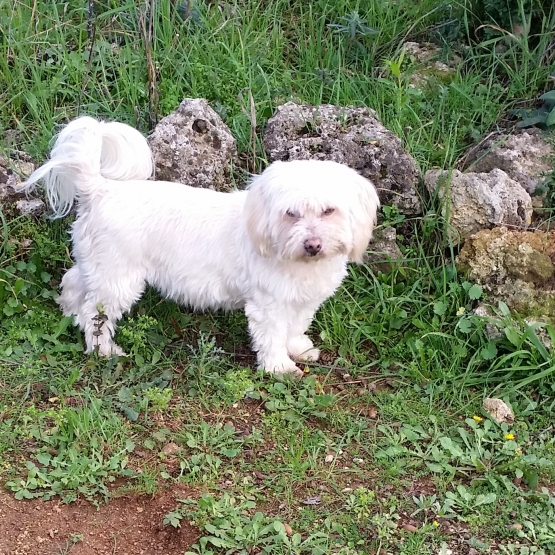 Image pour l'annonce Donne chienne Coton de Tuléar LOF