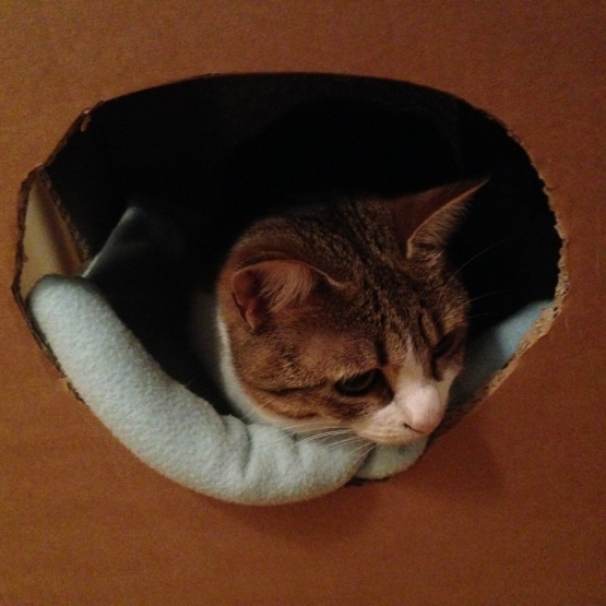 Image pour l'annonce donne chatte
