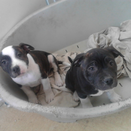Image pour l'annonce staffordshire bull terrier dit staffy/staffie