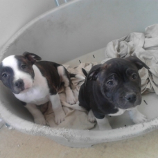 Image pour l'annonce staffordshire bull terrier dit staffy/staffie