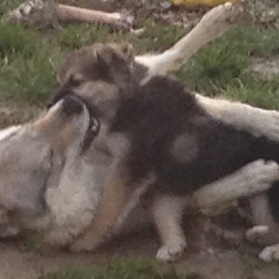 Image pour l'annonce Donne chiot 3 mois berger / husky / beauceron / border colie