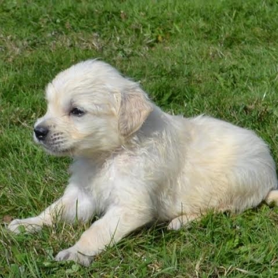 Image pour l'annonce Don chiot Golden Retriever male